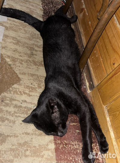 Черный кот в добрые руки