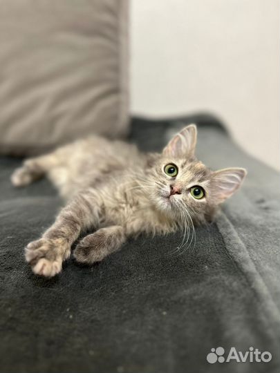 Котята ищут дом