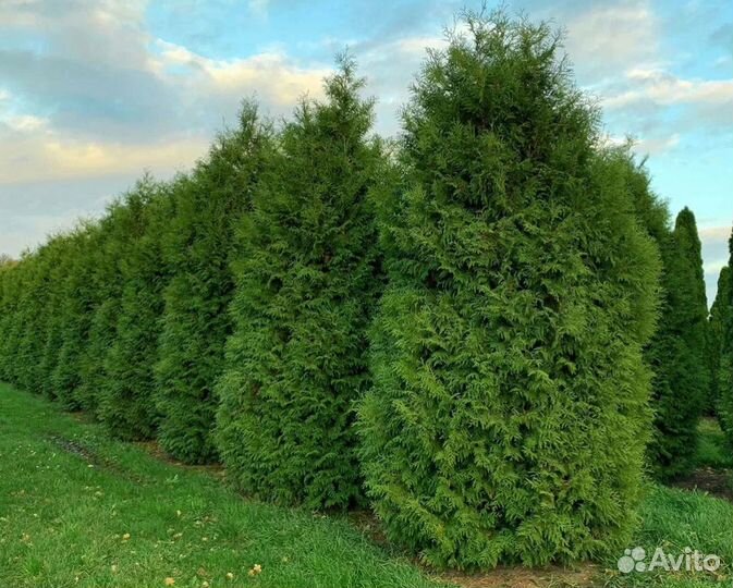 Туя смарагд саженцы