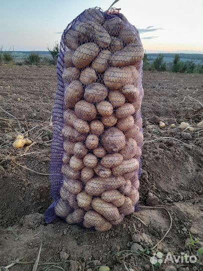 Продам картофель