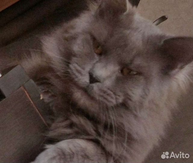 Мейн-кун вязка