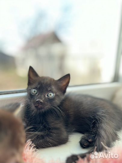 Котята в добрые руки мальчики