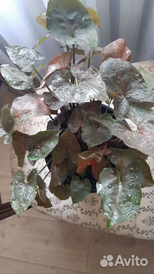 Сингониум Aron Brown