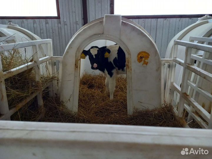 Бычки черно пестрые