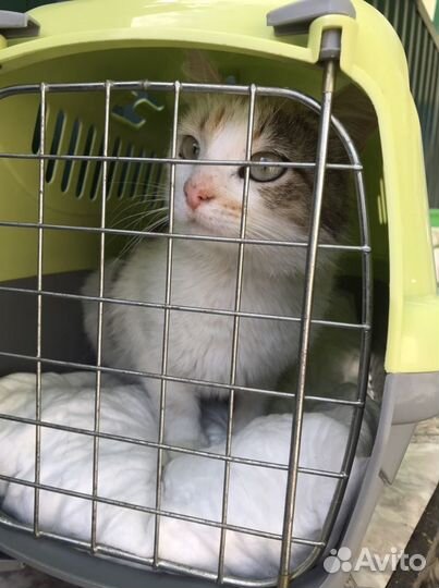 Кошечка (стерилизованная)