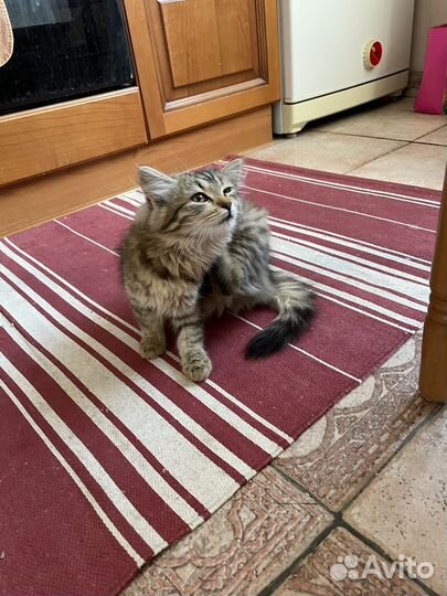 Котенок (2 месяца)