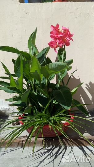 Сортовая канна