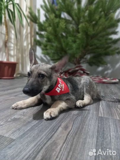 Собаки щенки бесплатно