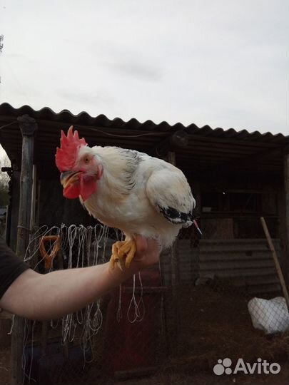 Петухи минорка, моск.черная, адлер, леггорн