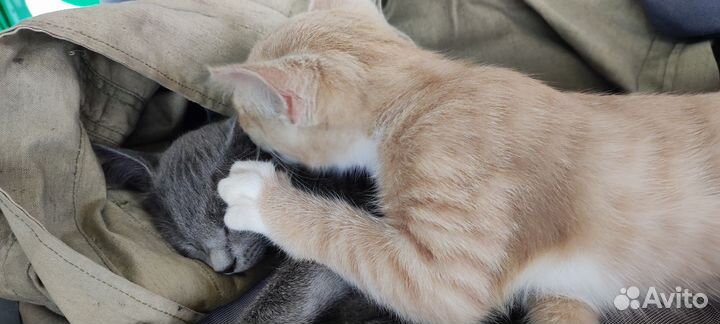 Русская голубая 