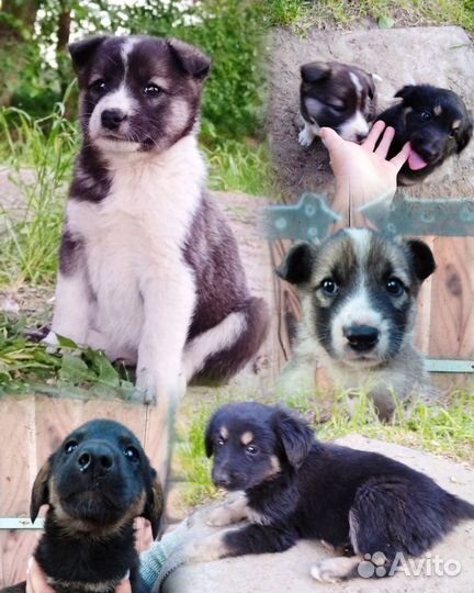 Щенки дворняжки