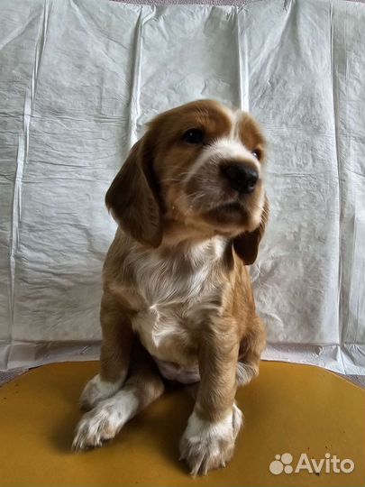 Собака в добрые руки щенок