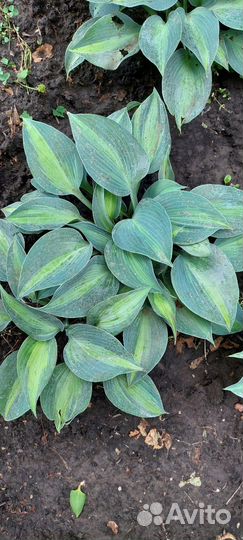 Растения для сада