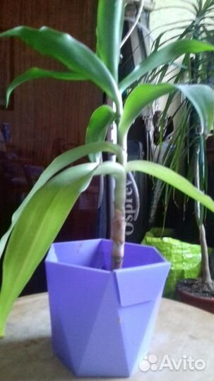 Цветы комнатные