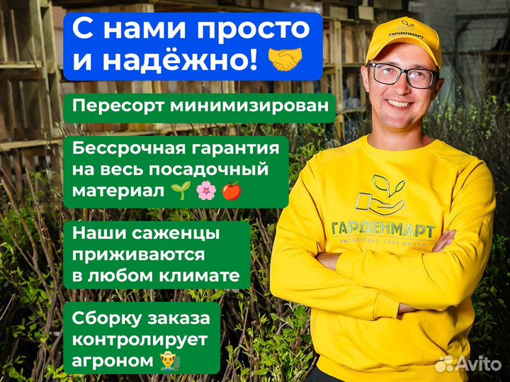 Саженцы роз оптом