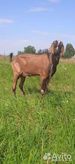 Вязка Англо-нубийским козлом