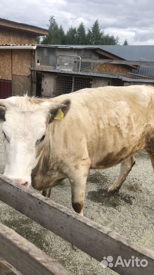Корова стельная