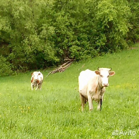 Корова дойная