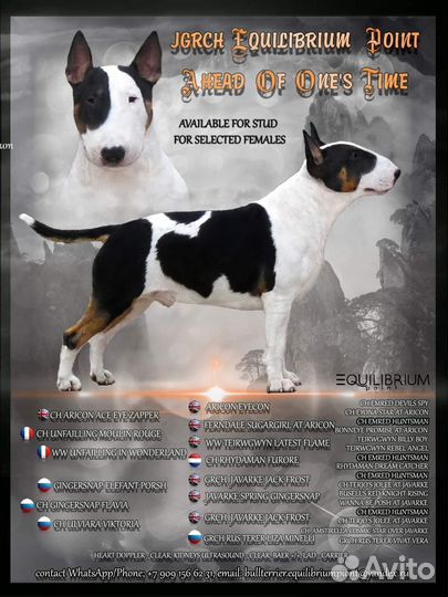 Стандартный бультерьер вязка