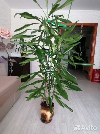 Андроцена