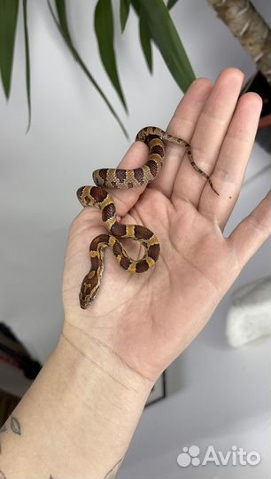 Маисовый полоз Okeetee