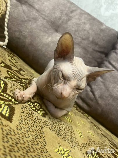 Кошка сфинкс