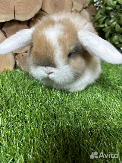 Вислоухий кролик