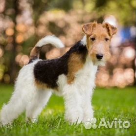 Купить Фокстерьер в Саратовской области : щенки и собаки в Саратовской области недорого, цены
