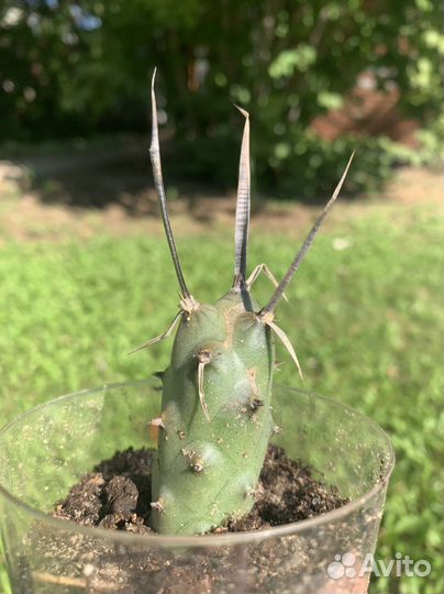 Кактус Тефрокактус членистый
