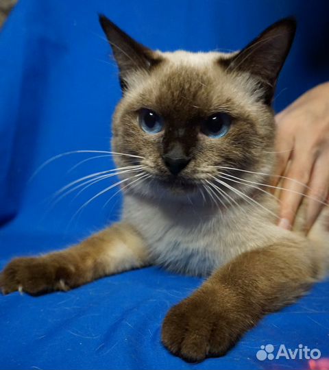 Тайские котята сил/блю пойнт разных возрастов