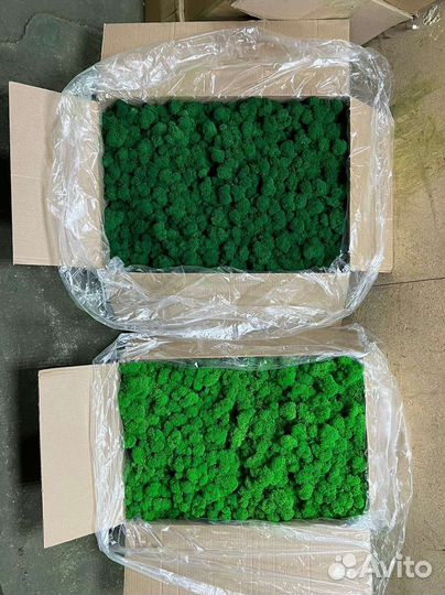 Мох стабилизированный