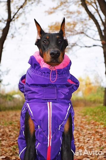 Одежда для большой собаки