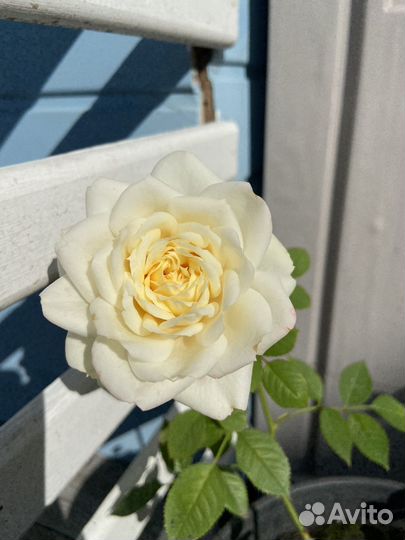 Роза саженец