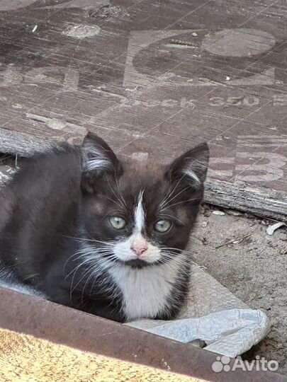 Кошка