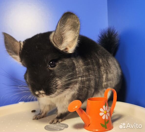 Шиншилла Чёрный бархат