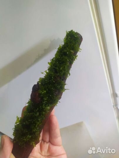 Рыбы, коряги, креветки, растения