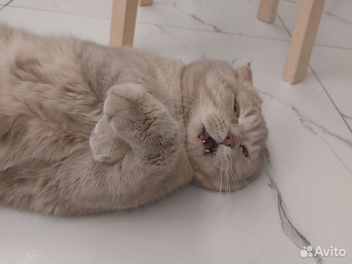 Шотландский кот вязка