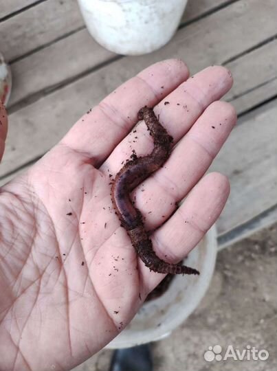 Червь дендробена