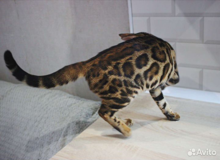 Роскошные котята от породных родителей