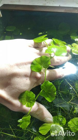 Аквариумные растения