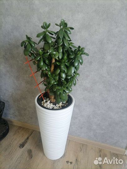 Цветы для дома, офиса