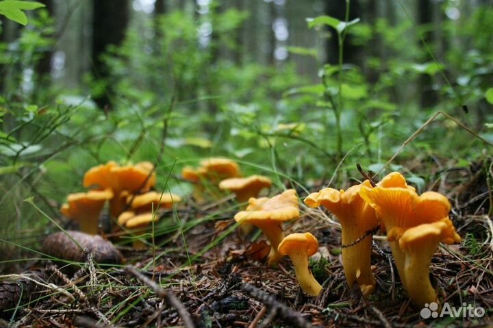 Выезды за грибами