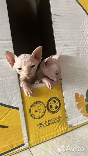 Канадский сфинкс