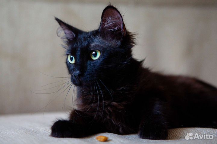 Черный котенок в добрые руки