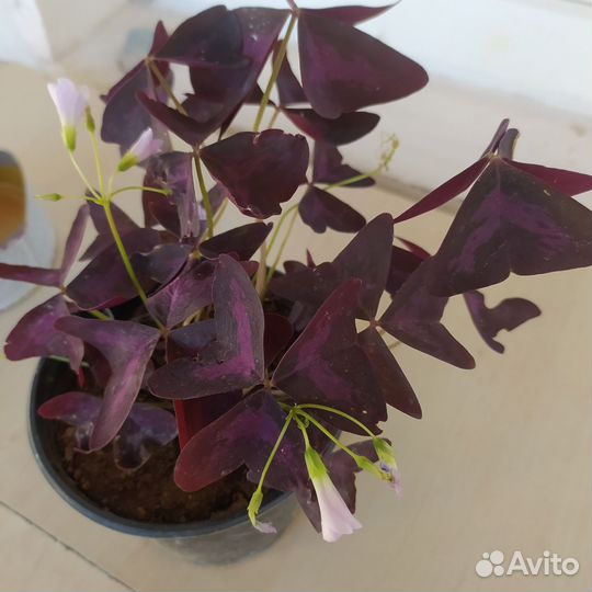 Комнатные цветы