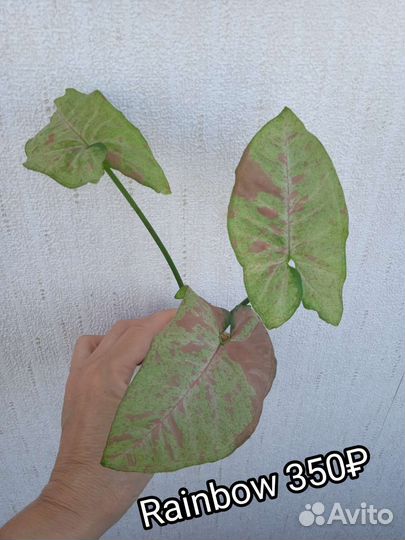 Сингониум Rainbow, Green Arrow mutation