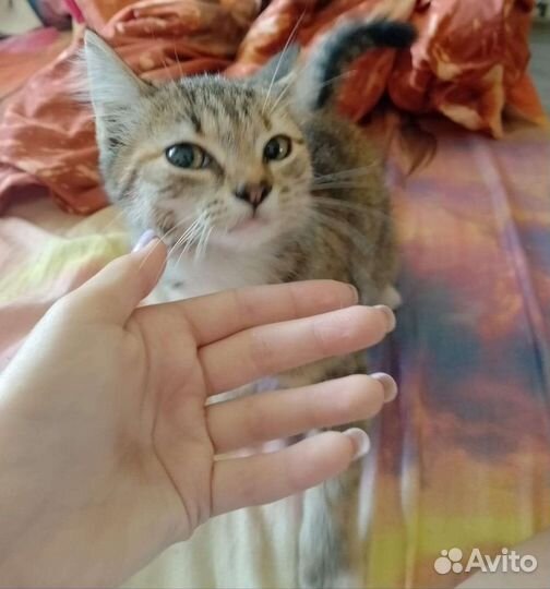 Кошка в дар