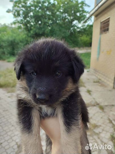 Щенки в добрые руки