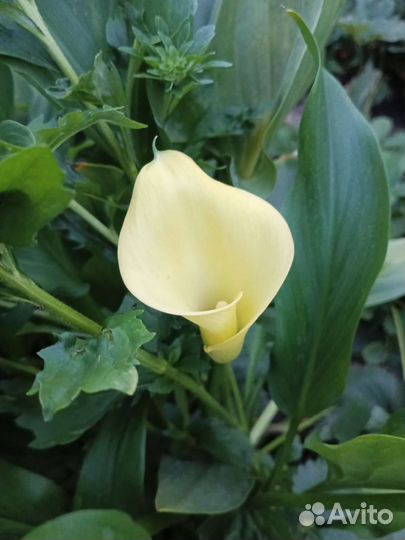 Каллы клубневые