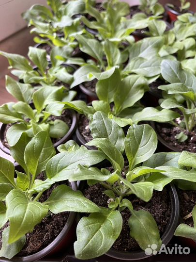 Петуния ампельная